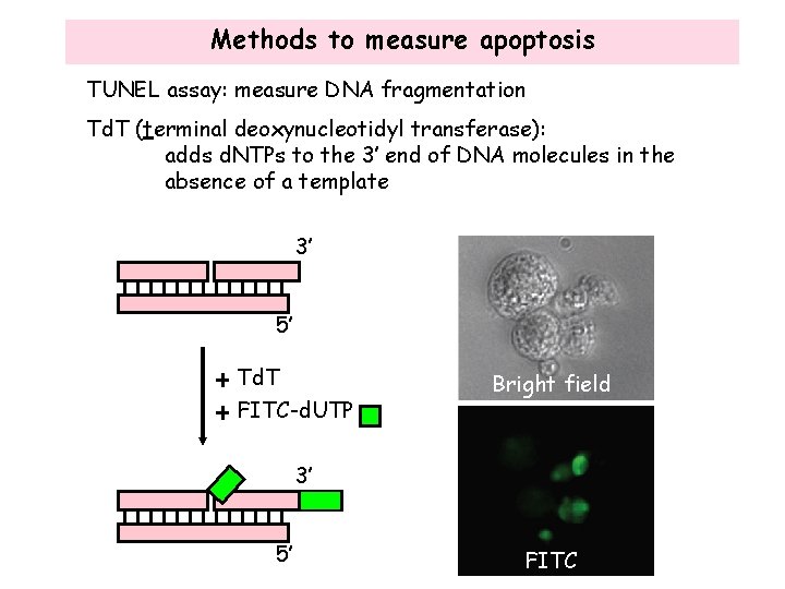 Methods to measure apoptosis TUNEL assay: measure DNA fragmentation Td. T (terminal deoxynucleotidyl transferase):