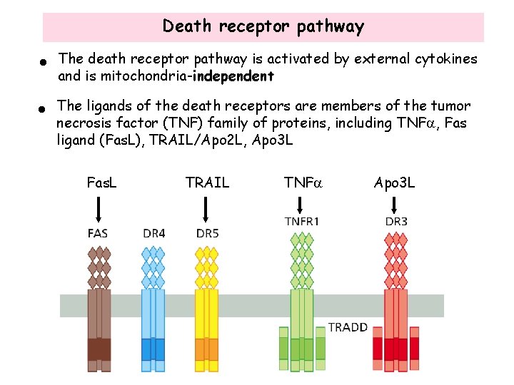 Death receptor pathway • The death receptor pathway is activated by external cytokines and