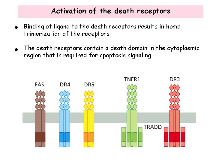 Activation of the death receptors • Binding of ligand to the death receptors results