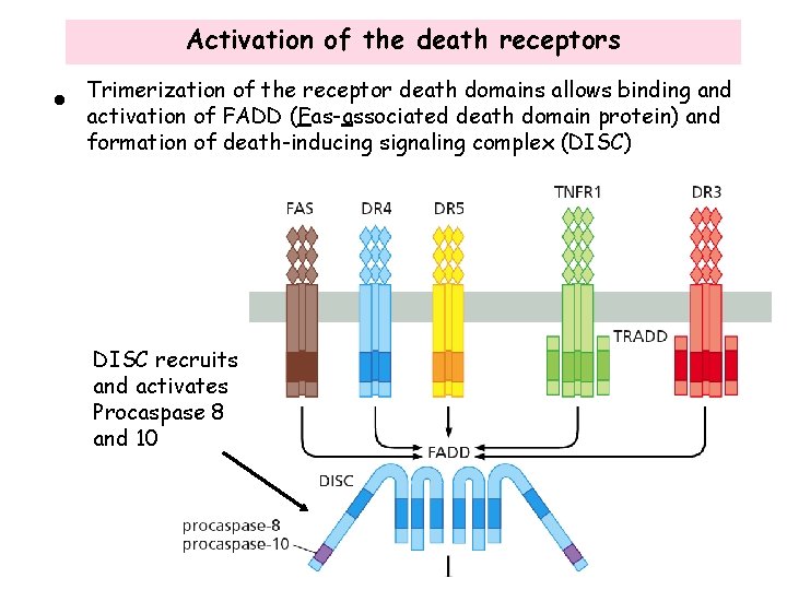 Activation of the death receptors • Trimerization of the receptor death domains allows binding