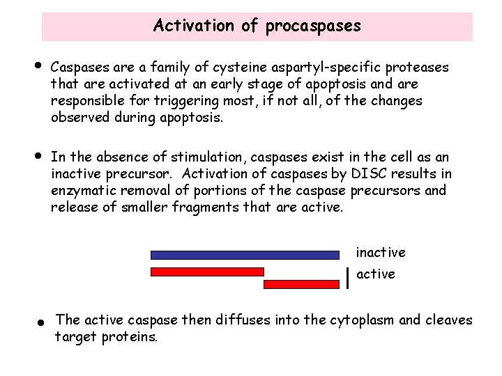 Activation of procaspases • Caspases are a family of cysteine aspartyl-specific proteases that are