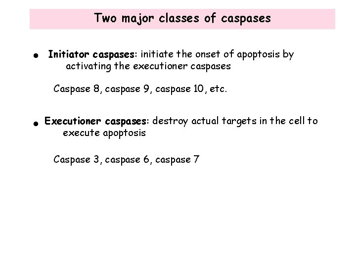 Two major classes of caspases • Initiator caspases: initiate the onset of apoptosis by