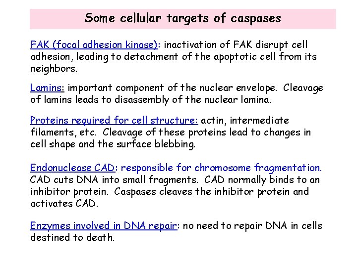 Some cellular targets of caspases FAK (focal adhesion kinase): inactivation of FAK disrupt cell