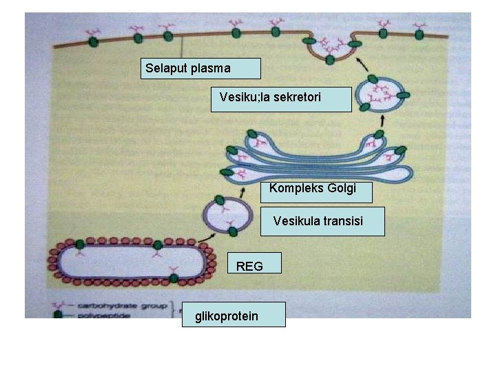 Selaput plasma Vesiku; la sekretori Kompleks Golgi Vesikula transisi REG glikoprotein 