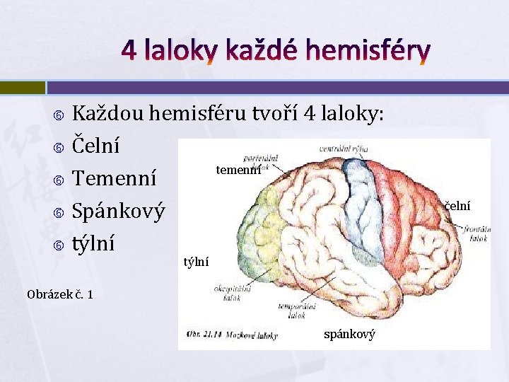 4 laloky každé hemisféry Každou hemisféru tvoří 4 laloky: Čelní temenní Temenní Spánkový týlní