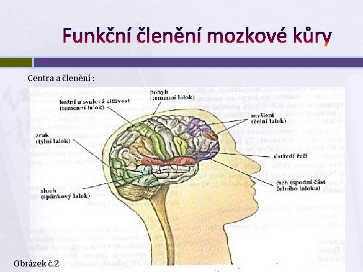 Funkční členění mozkové kůry Centra a členění : Obrázek č. 2 