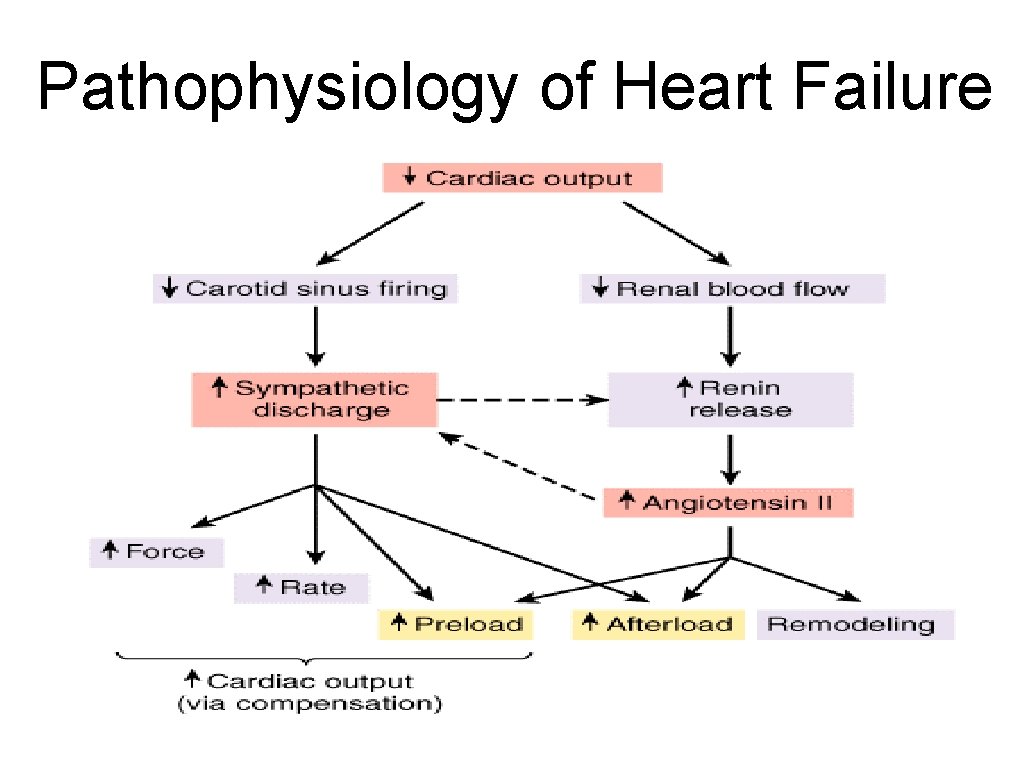 Pathophysiology of Heart Failure 