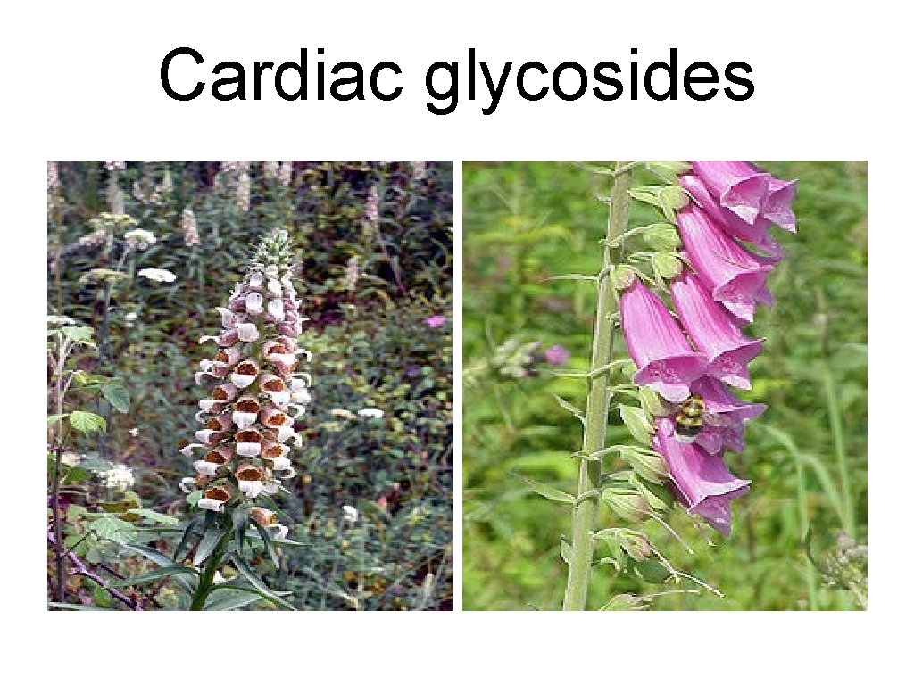 Cardiac glycosides 