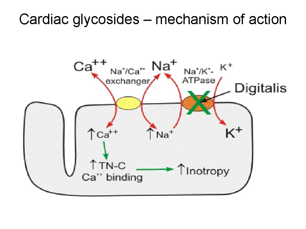 Cardiac glycosides – mechanism of action 