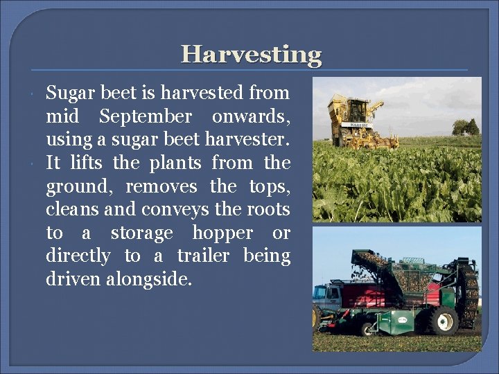 Harvesting Sugar beet is harvested from mid September onwards, using a sugar beet harvester.