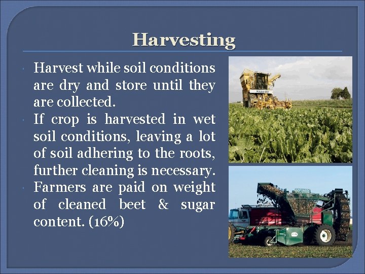 Harvesting Harvest while soil conditions are dry and store until they are collected. If