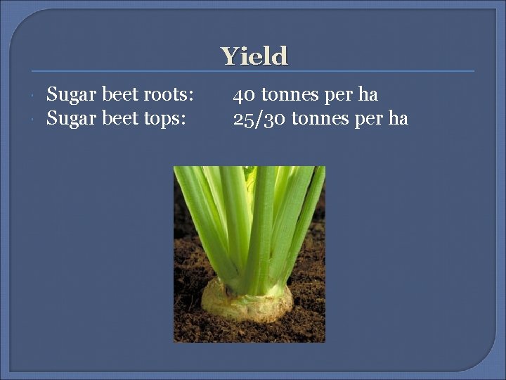 Yield Sugar beet roots: Sugar beet tops: 40 tonnes per ha 25/30 tonnes per
