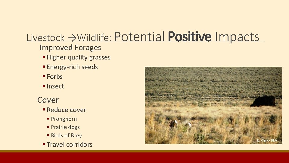 Livestock →Wildlife: Potential Positive Impacts Improved Forages § Higher quality grasses § Energy-rich seeds Livestock →Wildlife: Potential Positive Impacts Improved Forages § Higher quality grasses § Energy-rich seeds