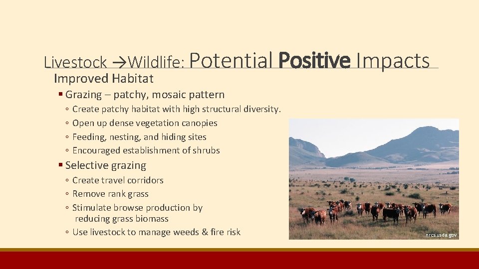 Livestock →Wildlife: Potential Positive Impacts Improved Habitat § Grazing – patchy, mosaic pattern ◦ Livestock →Wildlife: Potential Positive Impacts Improved Habitat § Grazing – patchy, mosaic pattern ◦