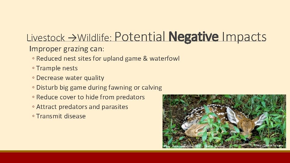 Livestock →Wildlife: Potential Negative Impacts Improper grazing can: ◦ Reduced nest sites for upland Livestock →Wildlife: Potential Negative Impacts Improper grazing can: ◦ Reduced nest sites for upland