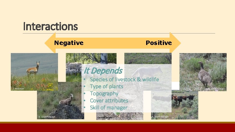 Interactions Negative Positive It Depends • • • J. Peterson K. Launchbaugh Species of Interactions Negative Positive It Depends • • • J. Peterson K. Launchbaugh Species of
