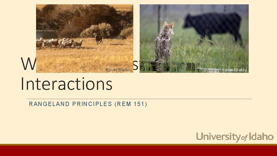 Wildlife & Livestock Interactions Kevin Hurley RANGE LAND PRIN CIPLES ( RE M 151) Wildlife & Livestock Interactions Kevin Hurley RANGE LAND PRIN CIPLES ( RE M 151)