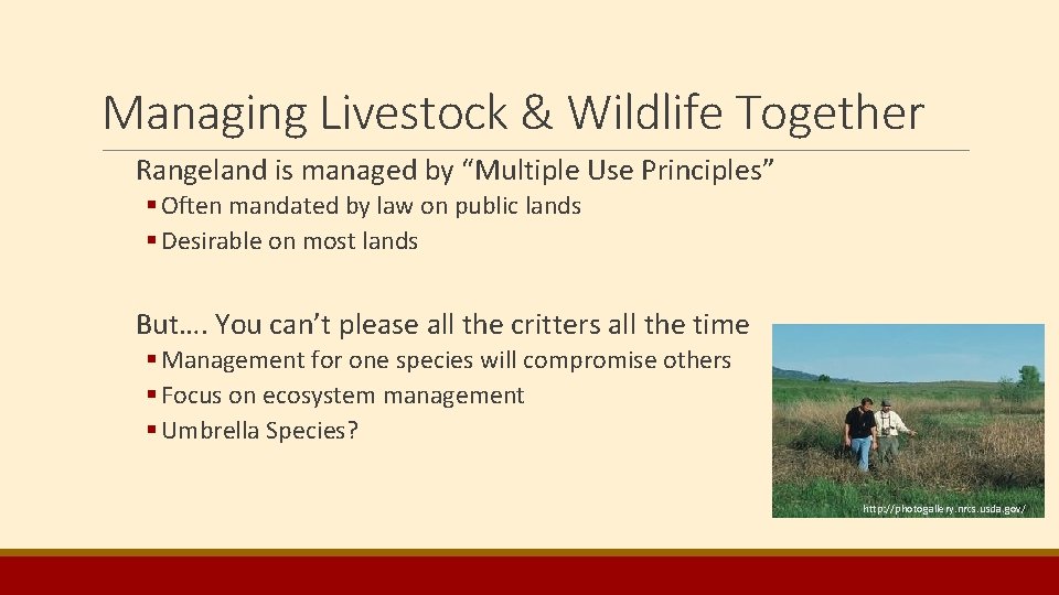 Managing Livestock & Wildlife Together Rangeland is managed by “Multiple Use Principles” § Often Managing Livestock & Wildlife Together Rangeland is managed by “Multiple Use Principles” § Often