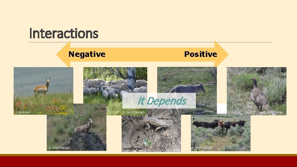 Interactions Negative Positive It Depends J. Peterson K. Launchbaugh Connor White J. Olness K. Interactions Negative Positive It Depends J. Peterson K. Launchbaugh Connor White J. Olness K.