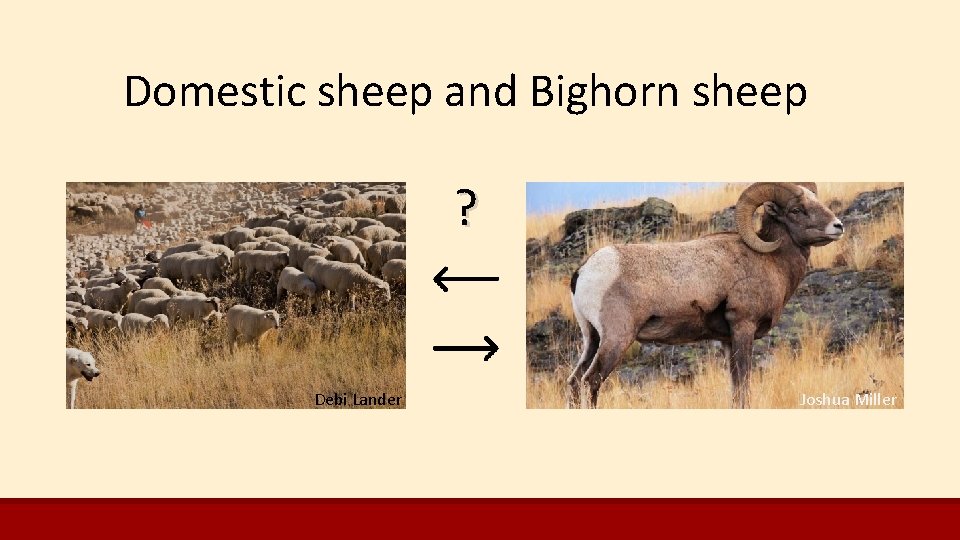 Domestic sheep and Bighorn sheep ? Debi Lander Joshua Miller Domestic sheep and Bighorn sheep ? Debi Lander Joshua Miller