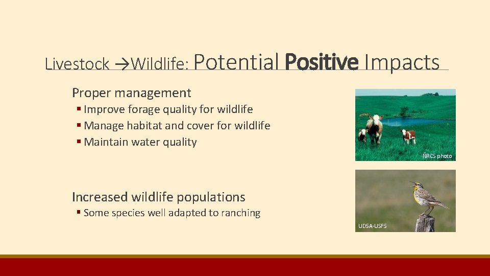 Livestock →Wildlife: Potential Positive Impacts Proper management § Improve forage quality for wildlife § Livestock →Wildlife: Potential Positive Impacts Proper management § Improve forage quality for wildlife §