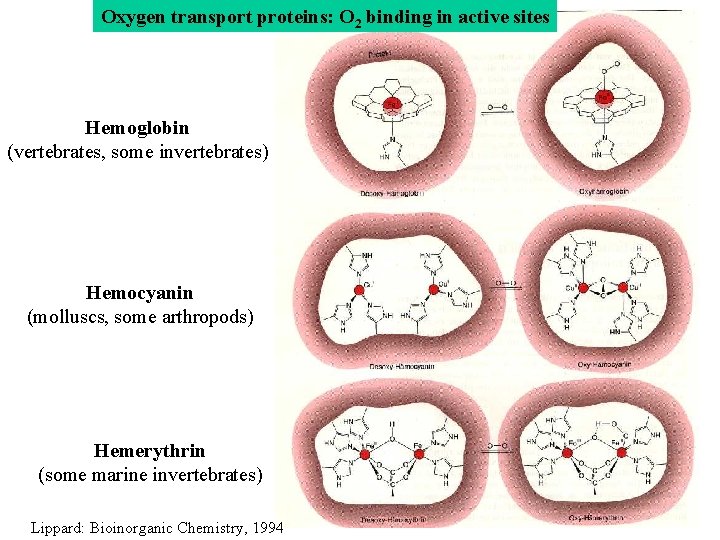 Oxygen transport proteins: O 2 binding in active sites Hemoglobin (vertebrates, some invertebrates) Hemocyanin