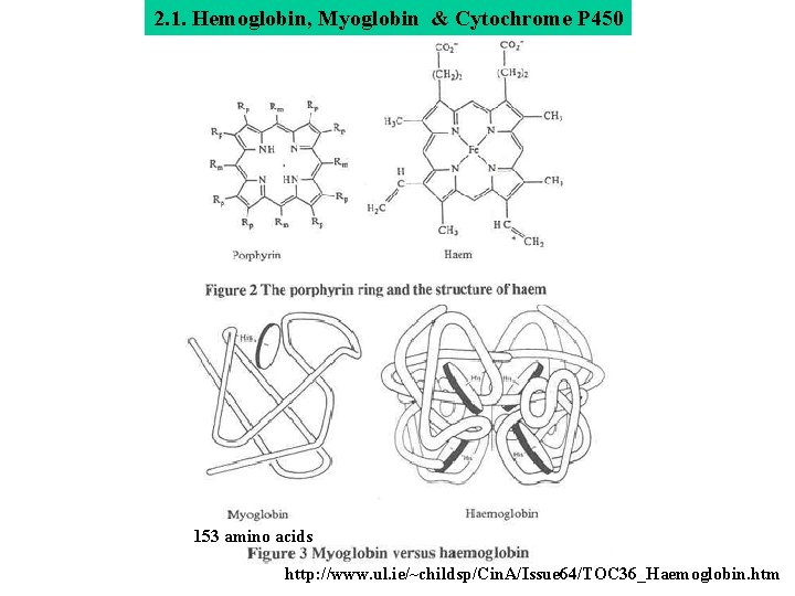 2. 1. Hemoglobin, Myoglobin & Cytochrome P 450 153 amino acids http: //www. ul.