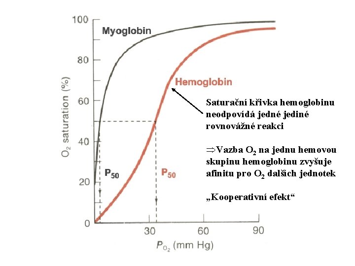 Saturační křivka hemoglobinu neodpovídá jedné jediné rovnovážné reakci ÞVazba O 2 na jednu hemovou