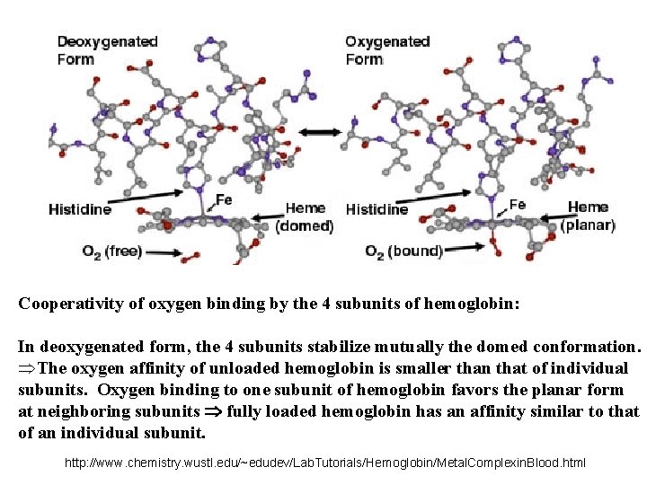 Cooperativity of oxygen binding by the 4 subunits of hemoglobin: In deoxygenated form, the