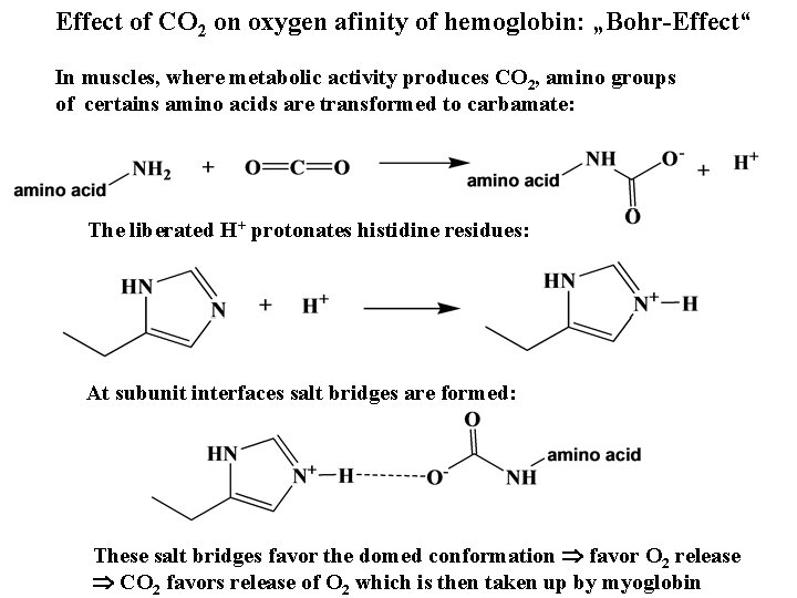 Effect of CO 2 on oxygen afinity of hemoglobin: „Bohr-Effect“ In muscles, where metabolic