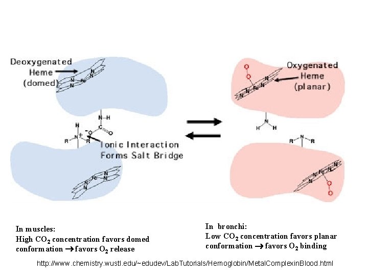 In muscles: High CO 2 concentration favors domed conformation favors O 2 release In