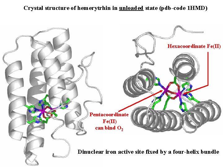 Crystal structure of hemerytrhin in unloaded state (pdb-code 1 HMD) Hexacoordinate Fe(II) Pentacoordinate Fe(II)