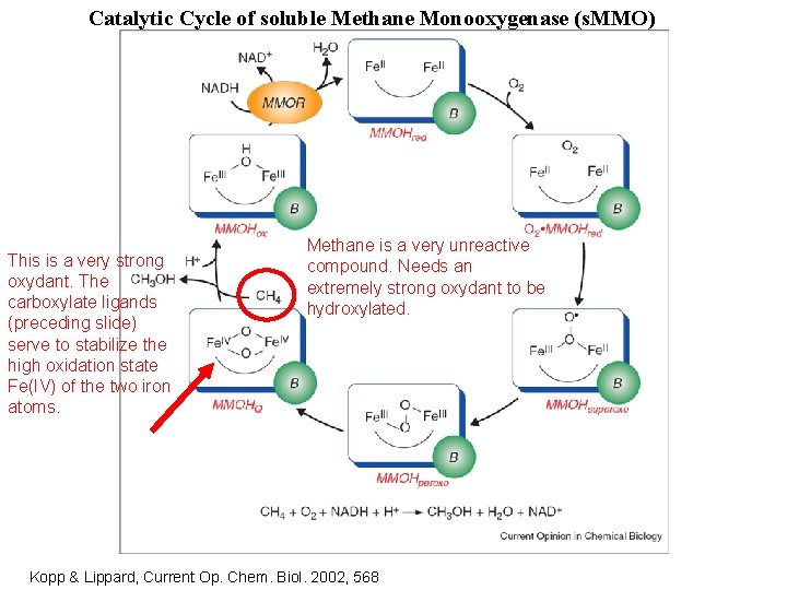 Catalytic Cycle of soluble Methane Monooxygenase (s. MMO) This is a very strong oxydant.