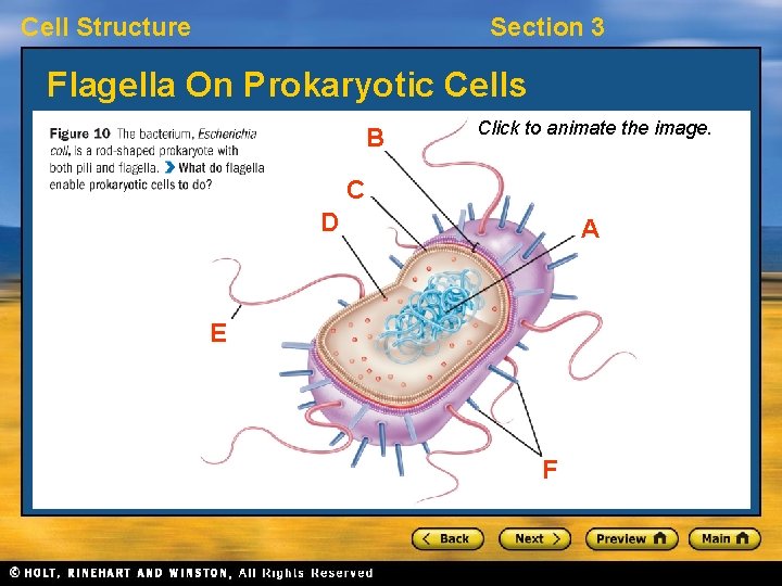 Cell Structure Section 3 Flagella On Prokaryotic Cells B Click to animate the image.