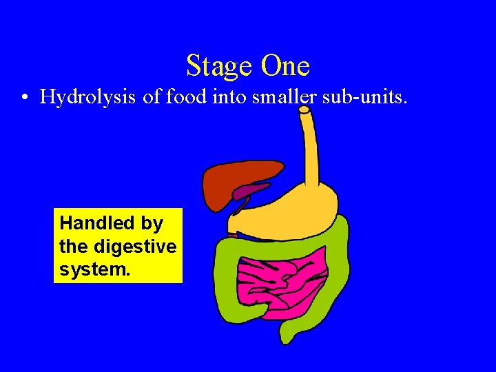 Stage One • Hydrolysis of food into smaller sub-units. Handled by the digestive system.