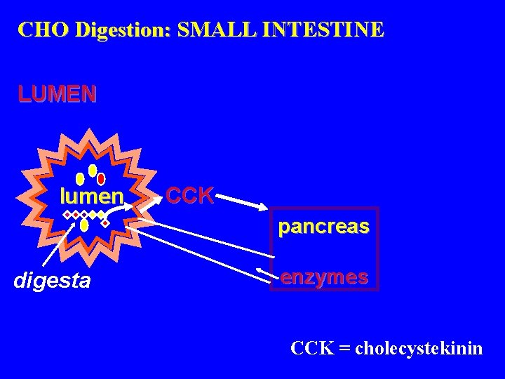 CHO Digestion: SMALL INTESTINE LUMEN lumen CCK pancreas digesta enzymes CCK = cholecystekinin 