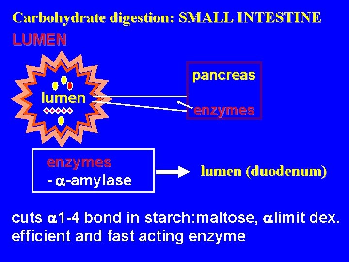 Carbohydrate digestion: SMALL INTESTINE LUMEN pancreas lumen enzymes - -amylase enzymes lumen (duodenum) cuts