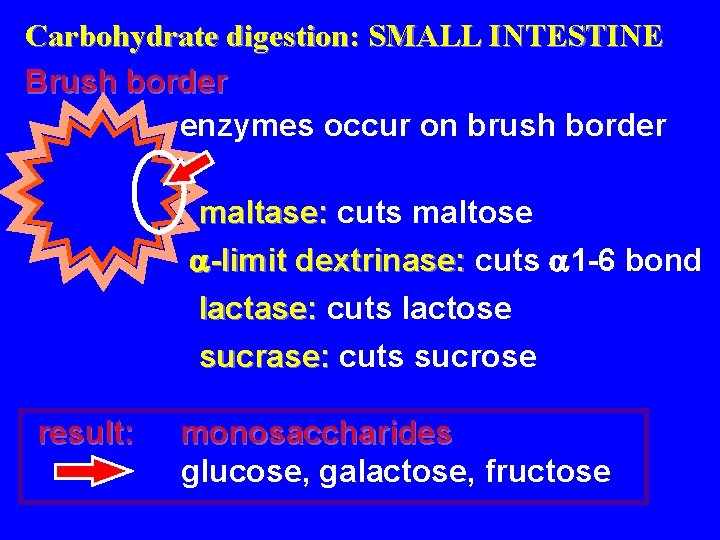 Carbohydrate digestion: SMALL INTESTINE Brush border enzymes occur on brush border maltase: cuts maltose