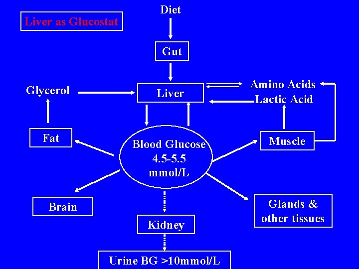 Liver as Glucostat Diet Gut Glycerol Liver Fat Blood Glucose 4. 5 -5. 5