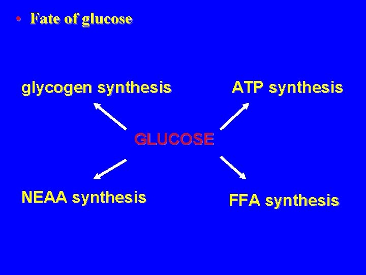 • Fate of glucose glycogen synthesis ATP synthesis GLUCOSE NEAA synthesis FFA synthesis
