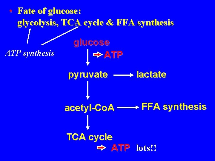  • Fate of glucose: glycolysis, TCA cycle & FFA synthesis ATP synthesis glucose