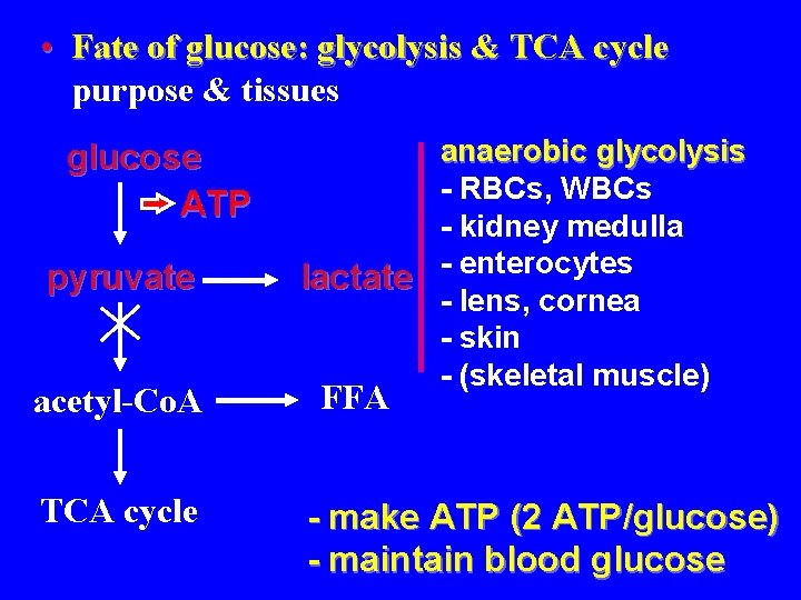  • Fate of glucose: glycolysis & TCA cycle purpose & tissues glucose ATP