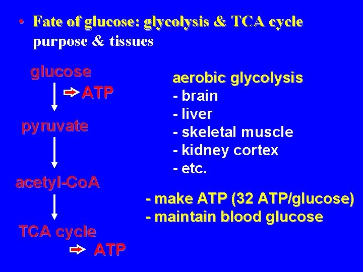  • Fate of glucose: glycolysis & TCA cycle purpose & tissues glucose ATP