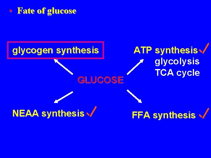  • Fate of glucose glycogen synthesis GLUCOSE NEAA synthesis ATP synthesis glycolysis TCA