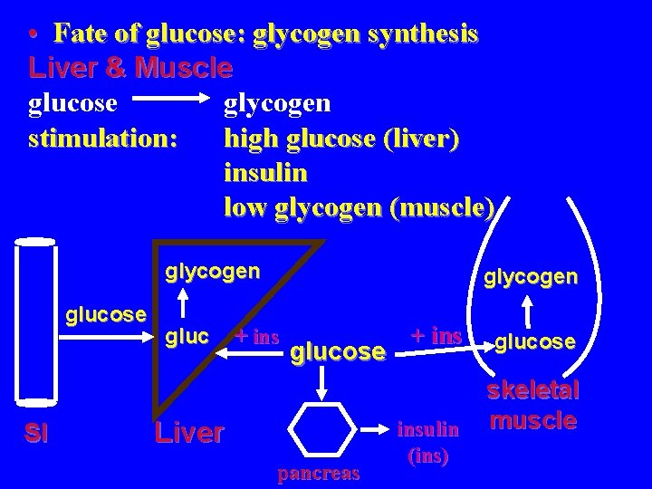  • Fate of glucose: glycogen synthesis Liver & Muscle glucose glycogen stimulation: high