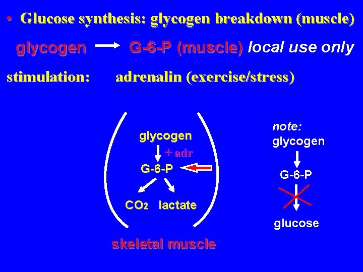  • Glucose synthesis: glycogen breakdown (muscle) glycogen stimulation: G-6 -P (muscle) local use