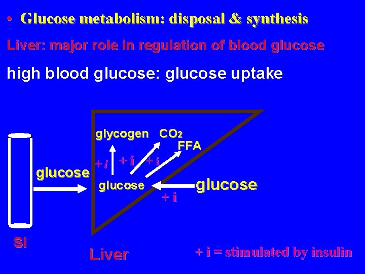  • Glucose metabolism: disposal & synthesis Liver: major role in regulation of blood