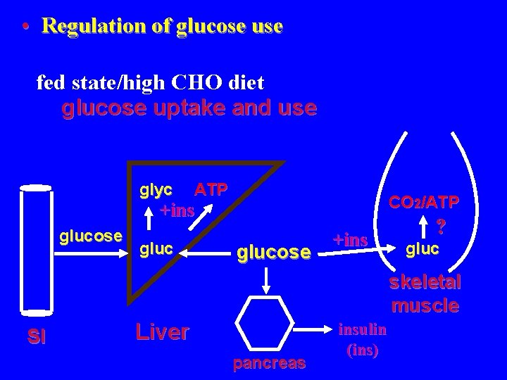  • Regulation of glucose use fed state/high CHO diet glucose uptake and use