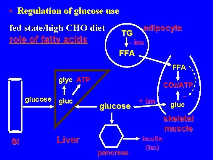  • Regulation of glucose use fed state/high CHO diet role of fatty acids