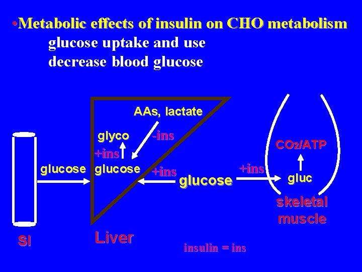  • Metabolic effects of insulin on CHO metabolism glucose uptake and use decrease